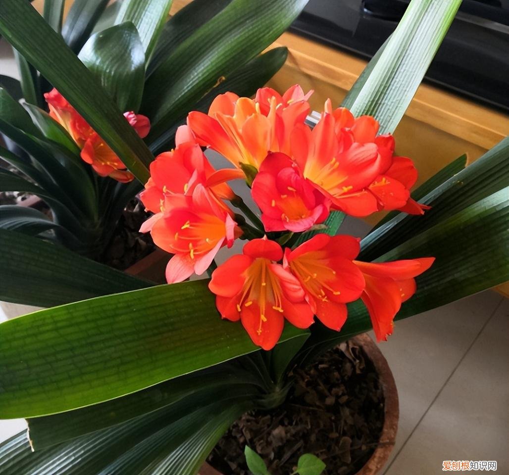 花卉养护小知识,家庭养花,记住12个“知识点”,自己就能给花草“看病”