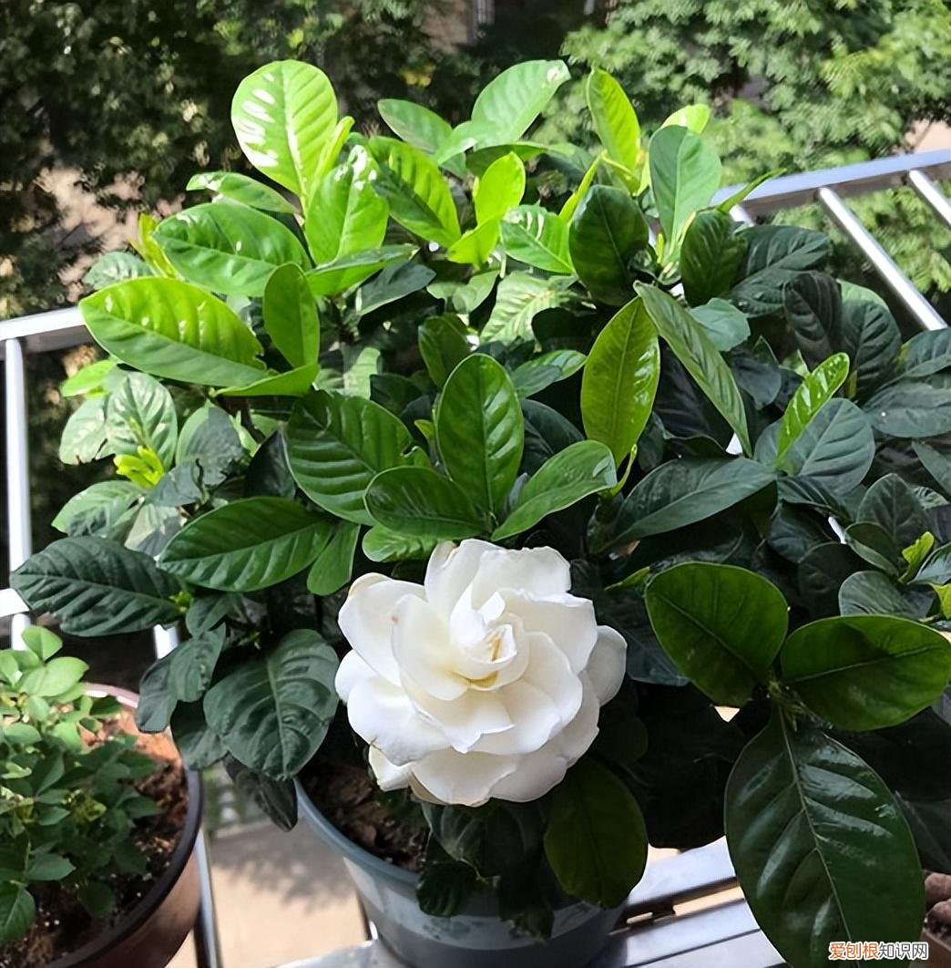 花卉养护小知识,家庭养花,记住12个“知识点”,自己就能给花草“看病”