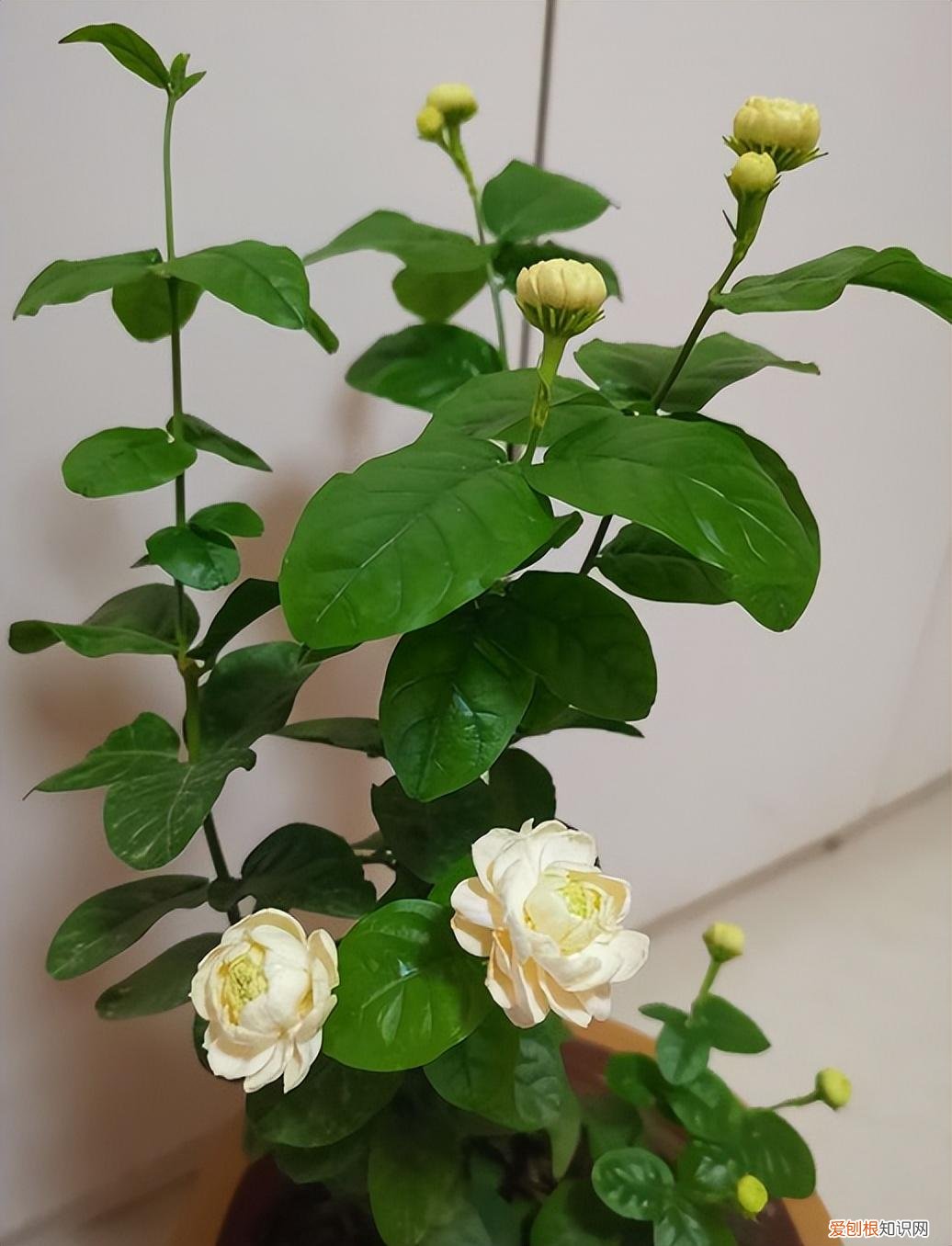 花卉养护小知识,家庭养花,记住12个“知识点”,自己就能给花草“看病”