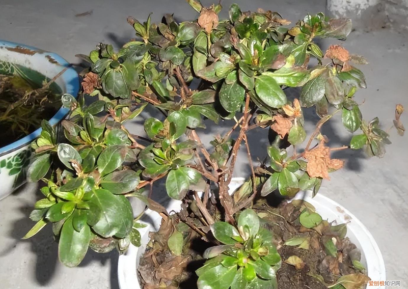 花卉养护小知识,家庭养花,记住12个“知识点”,自己就能给花草“看病”