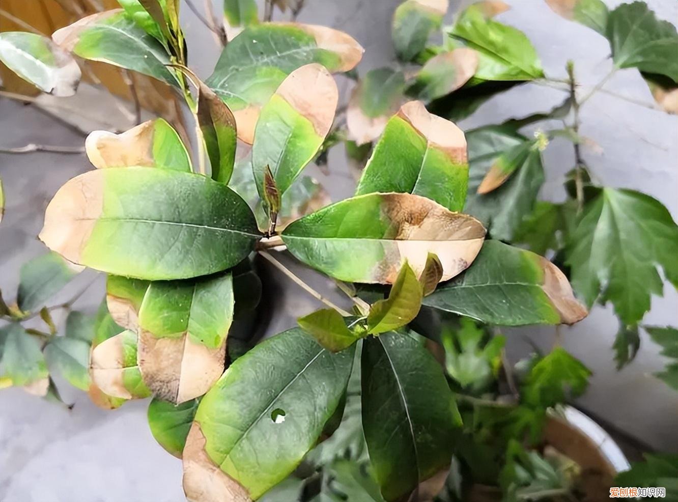 花卉养护小知识,家庭养花,记住12个“知识点”,自己就能给花草“看病”