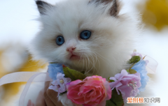 猫发烧是什么症状，猫发烧是什么症状