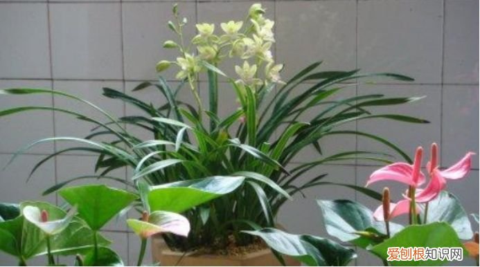 玉珠怎么种植方法，养花小技巧你知道么花农珠海左婷总结4要求