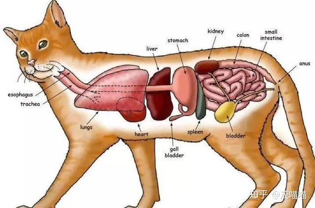 猫咪吃鱼为什么不怕刺，小学生必备科学常识100问-02猫吃鱼为什么不怕刺