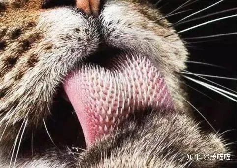 猫咪吃鱼为什么不怕刺，小学生必备科学常识100问-02猫吃鱼为什么不怕刺