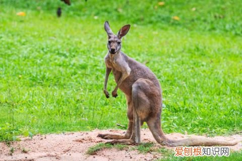 小动物的冷知识，有哪些有趣的动物冷知识？