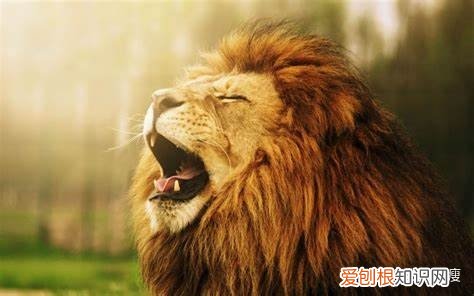 小动物的冷知识，有哪些有趣的动物冷知识？