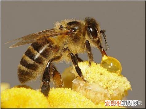 小动物的冷知识，有哪些有趣的动物冷知识？
