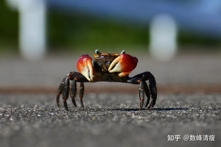 小动物的冷知识，有哪些有趣的动物冷知识？