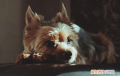 小狗多久可以睁眼睛走路 小狗多久睁眼走路