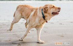 狗狗吃饭训练要注意什么，这三点主人一定要知道，怎么训练小狗吃饭