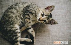 猫猫突然不吃东西,但精神状态很好是怎么回事，猫突然精神不振不吃东西