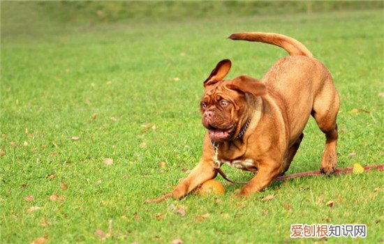 狗狗爱乱吃怎么办，如何训练狗狗不乱吃东西，怎么教狗狗不能乱吃东西
