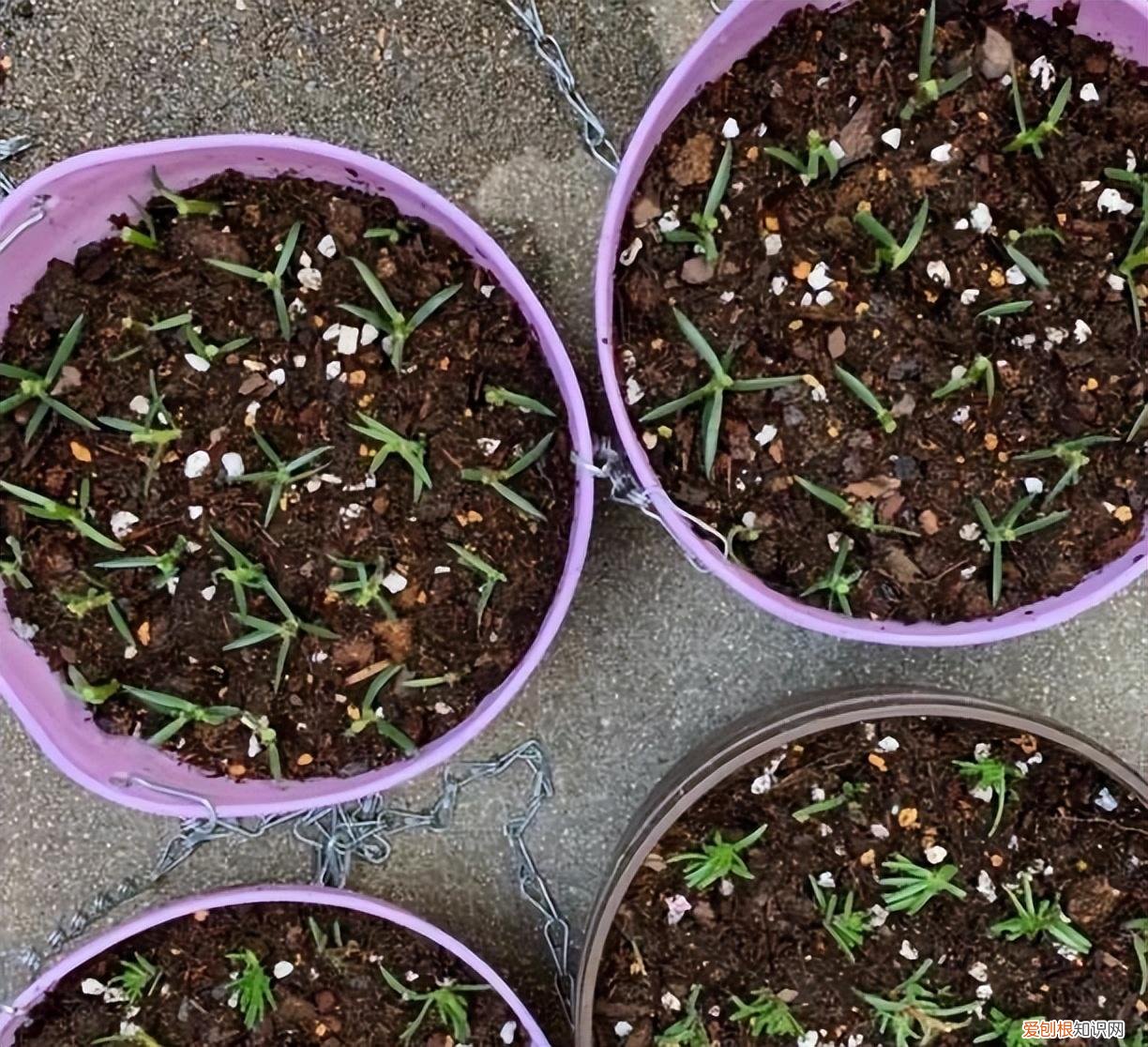 开花爆盆的花卉,5种漂亮花,太容易繁殖了,一棵能变10棵,越养越多,轻松爆盆