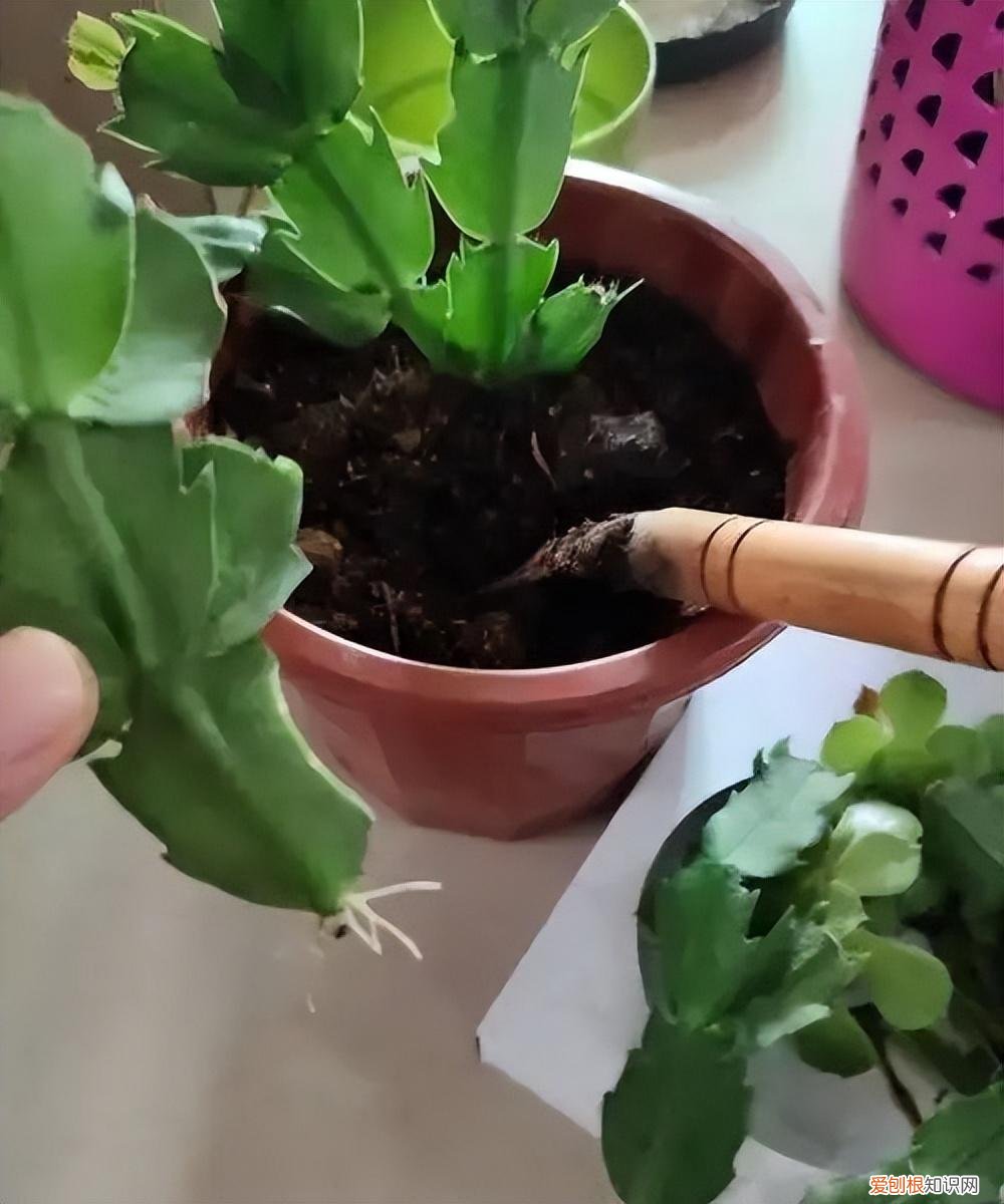 开花爆盆的花卉,5种漂亮花,太容易繁殖了,一棵能变10棵,越养越多,轻松爆盆