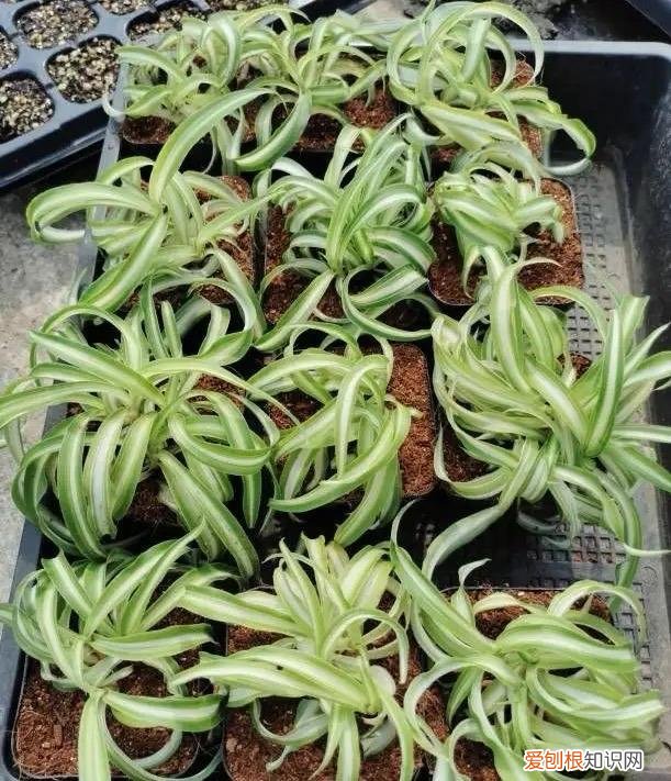 开花爆盆的花卉,5种漂亮花,太容易繁殖了,一棵能变10棵,越养越多,轻松爆盆