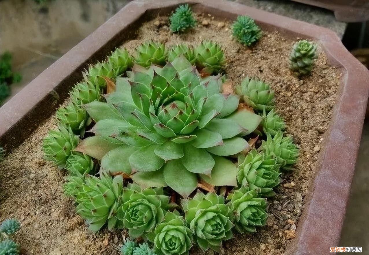 开花爆盆的花卉,5种漂亮花,太容易繁殖了,一棵能变10棵,越养越多,轻松爆盆