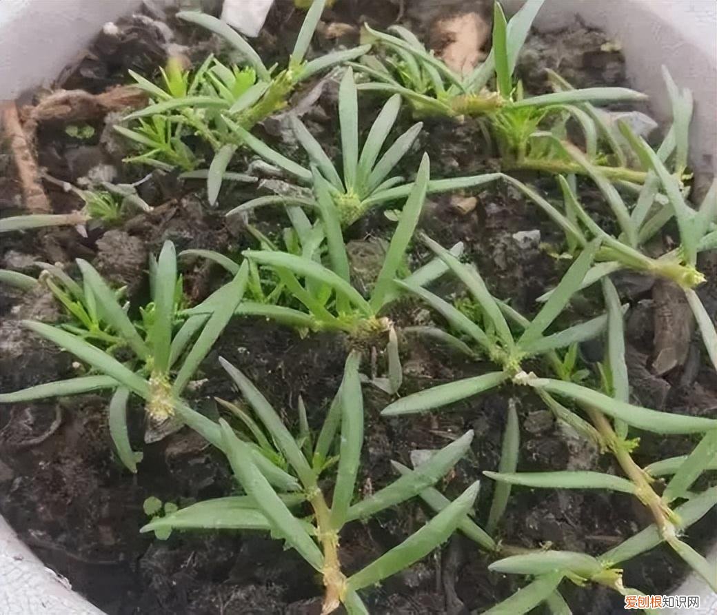 开花爆盆的花卉,5种漂亮花,太容易繁殖了,一棵能变10棵,越养越多,轻松爆盆