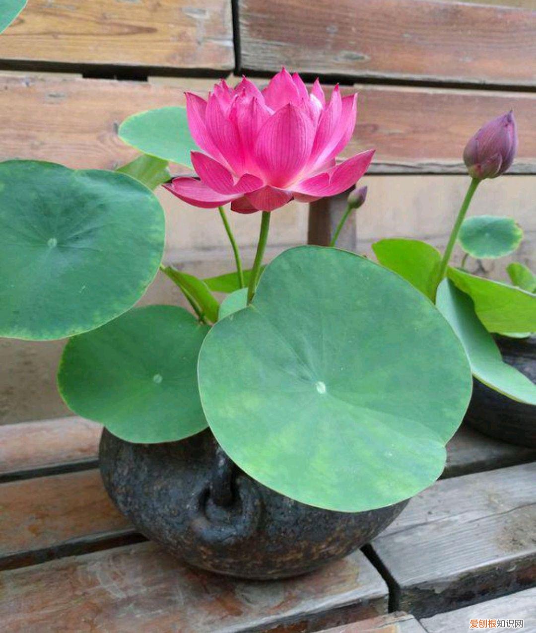 人养花,花也养人,这15种花,越养家里越干净,人养花,花亦滋养着人!100种室内盆栽花草图鉴,有您喜欢的吗?