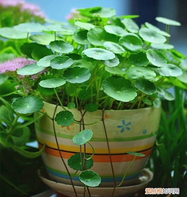 人养花,花也养人,这15种花,越养家里越干净,人养花,花亦滋养着人!100种室内盆栽花草图鉴,有您喜欢的吗?