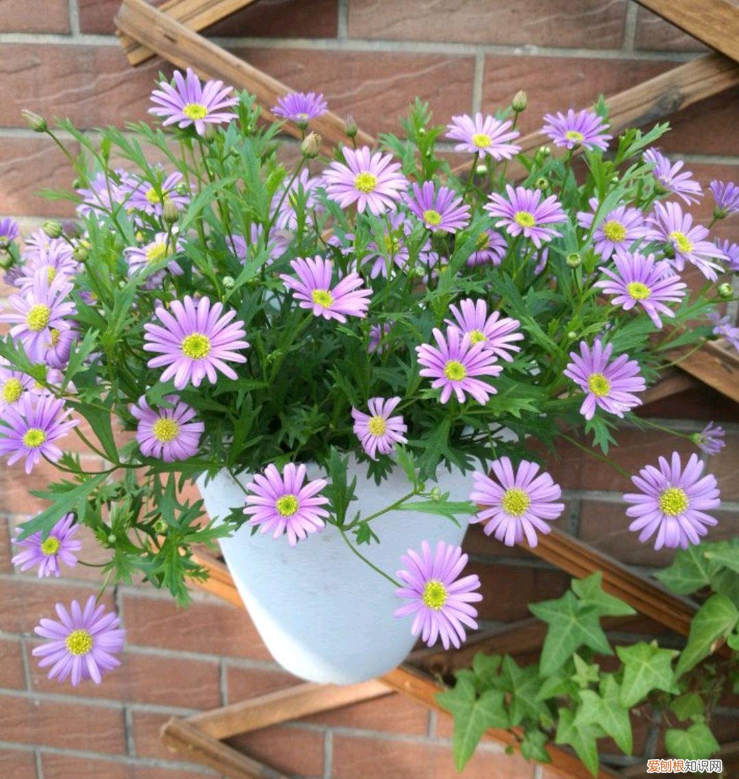 人养花,花也养人,这15种花,越养家里越干净,人养花,花亦滋养着人!100种室内盆栽花草图鉴,有您喜欢的吗?