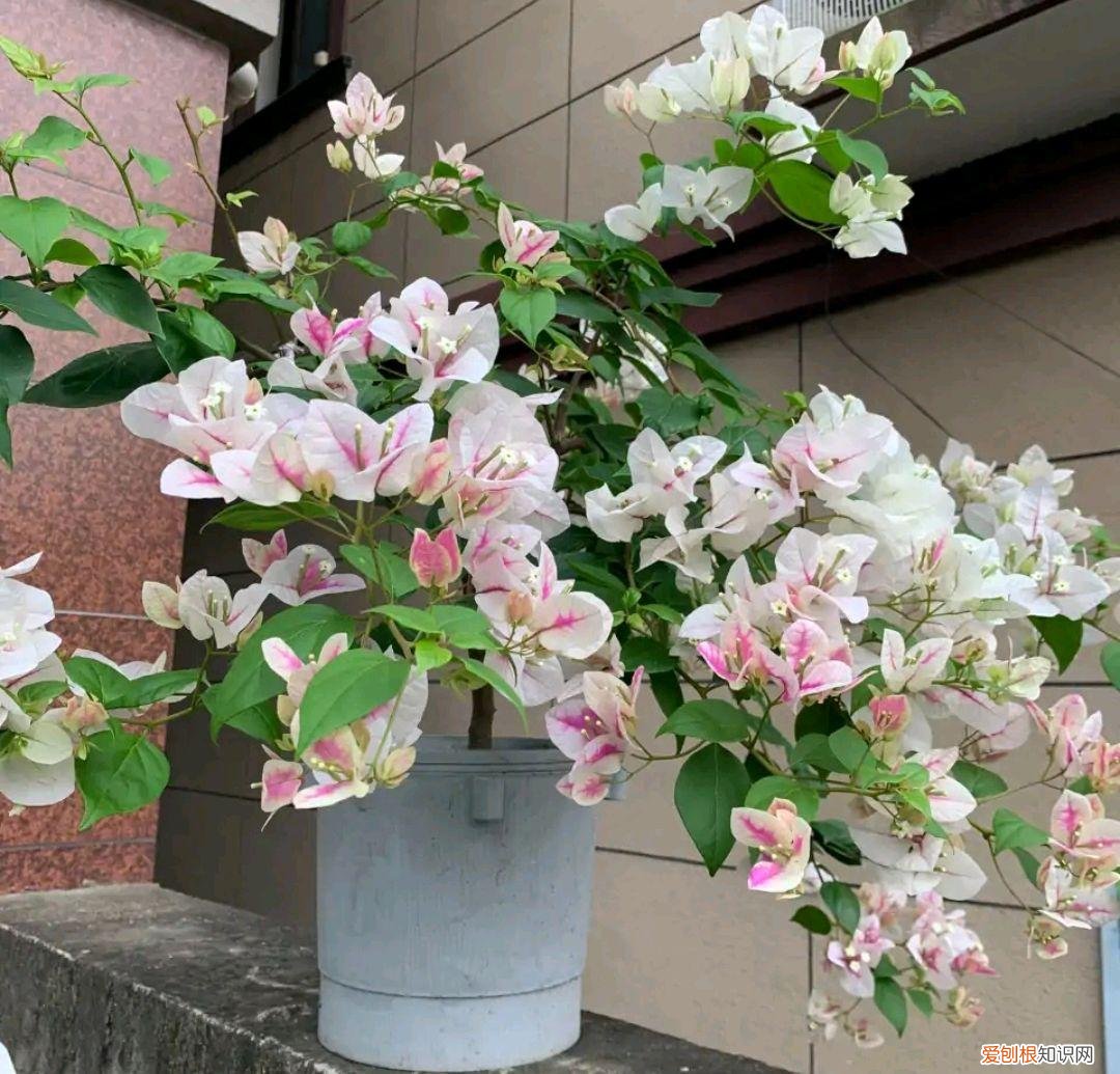人养花,花也养人,这15种花,越养家里越干净,人养花,花亦滋养着人!100种室内盆栽花草图鉴,有您喜欢的吗?
