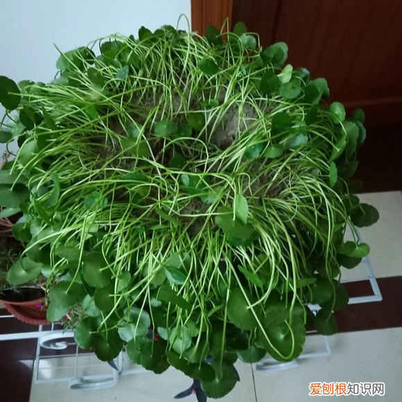 人养花,花也养人,这15种花,越养家里越干净,人养花,花亦滋养着人!100种室内盆栽花草图鉴,有您喜欢的吗?