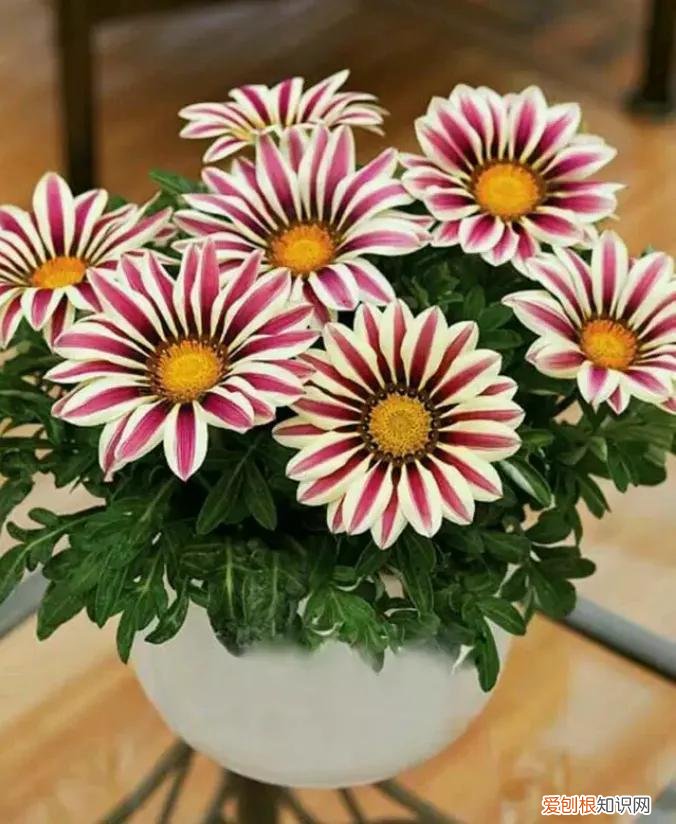 人养花,花也养人,这15种花,越养家里越干净,人养花,花亦滋养着人!100种室内盆栽花草图鉴,有您喜欢的吗?