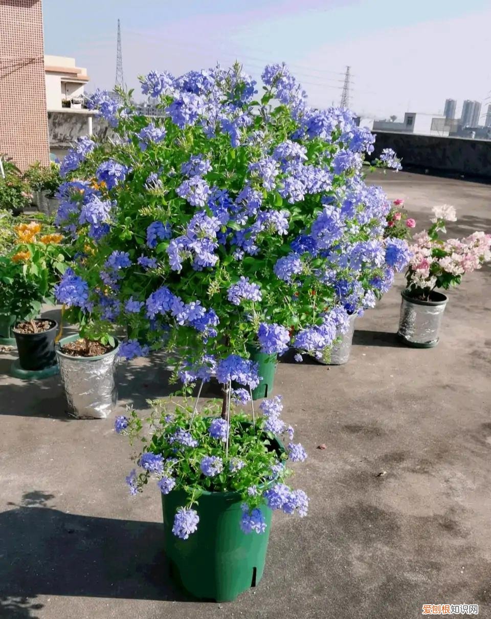 人养花,花也养人,这15种花,越养家里越干净,人养花,花亦滋养着人!100种室内盆栽花草图鉴,有您喜欢的吗?