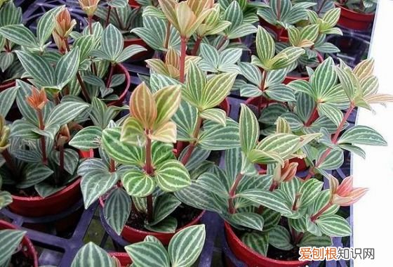 人养花,花也养人,这15种花,越养家里越干净,人养花,花亦滋养着人!100种室内盆栽花草图鉴,有您喜欢的吗?