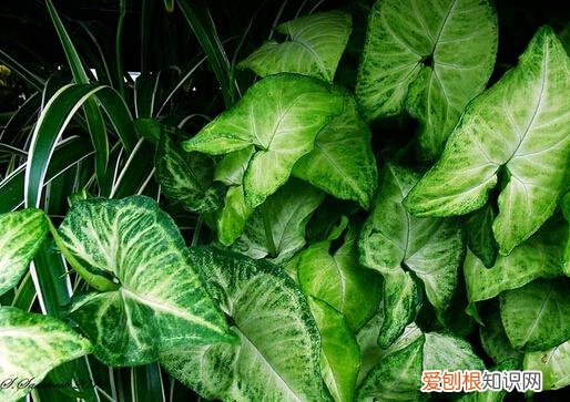 人养花,花也养人,这15种花,越养家里越干净,人养花,花亦滋养着人!100种室内盆栽花草图鉴,有您喜欢的吗?