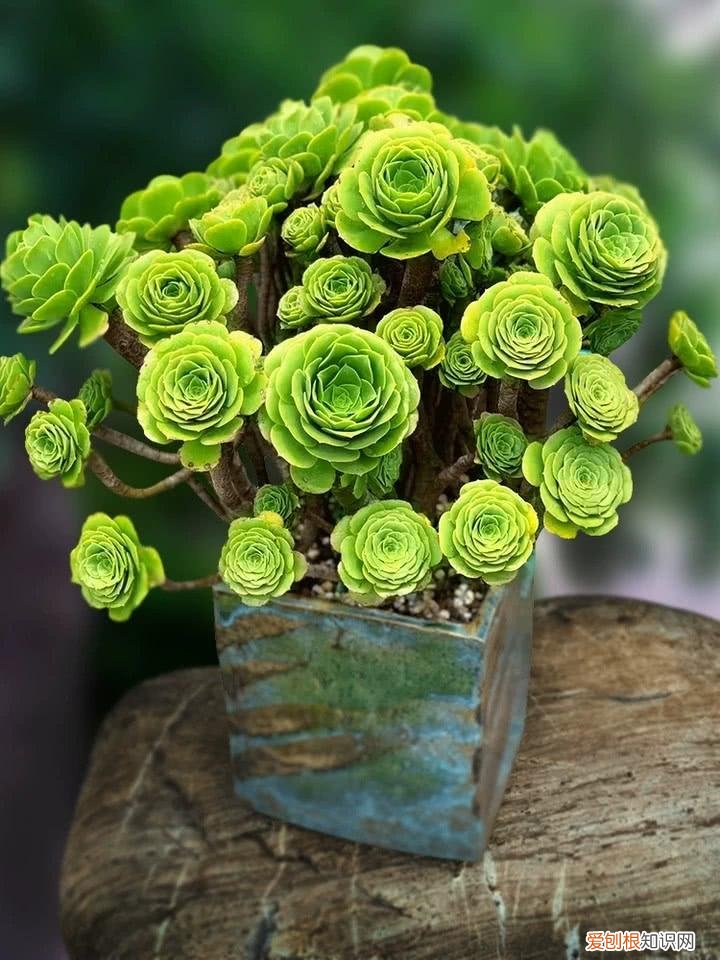 人养花,花也养人,这15种花,越养家里越干净,人养花,花亦滋养着人!100种室内盆栽花草图鉴,有您喜欢的吗?