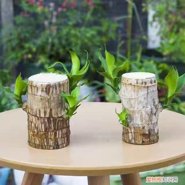 人养花,花也养人,这15种花,越养家里越干净,人养花,花亦滋养着人!100种室内盆栽花草图鉴,有您喜欢的吗?