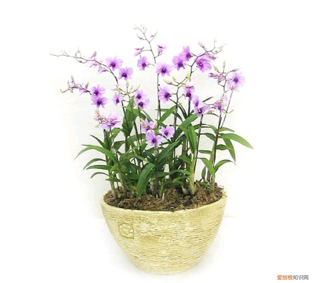 人养花,花也养人,这15种花,越养家里越干净,人养花,花亦滋养着人!100种室内盆栽花草图鉴,有您喜欢的吗?
