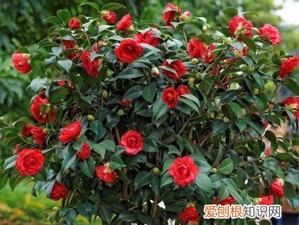 人养花,花也养人,这15种花,越养家里越干净,人养花,花亦滋养着人!100种室内盆栽花草图鉴,有您喜欢的吗?