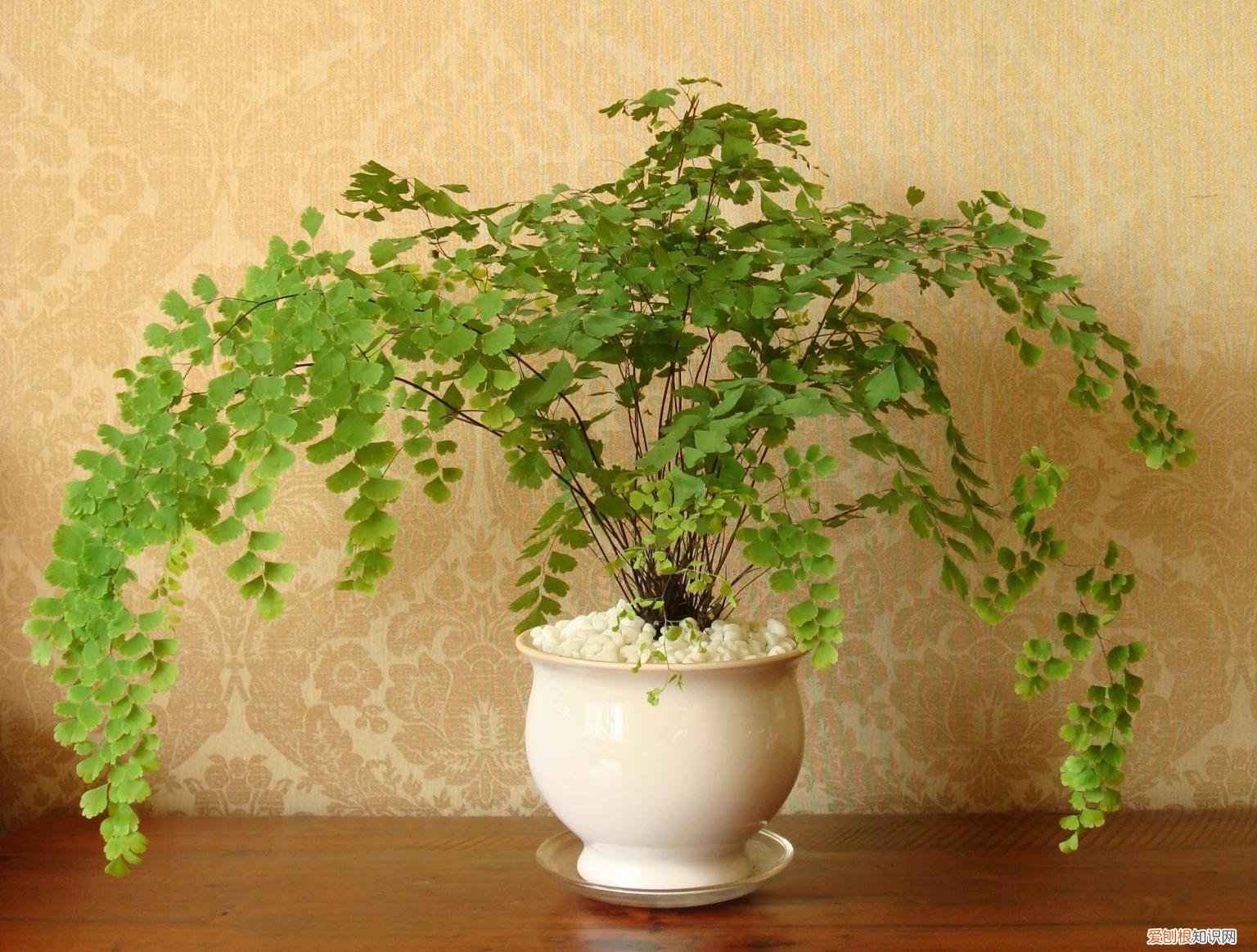 人养花,花也养人,这15种花,越养家里越干净,人养花,花亦滋养着人!100种室内盆栽花草图鉴,有您喜欢的吗?