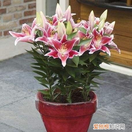 人养花,花也养人,这15种花,越养家里越干净,人养花,花亦滋养着人!100种室内盆栽花草图鉴,有您喜欢的吗?