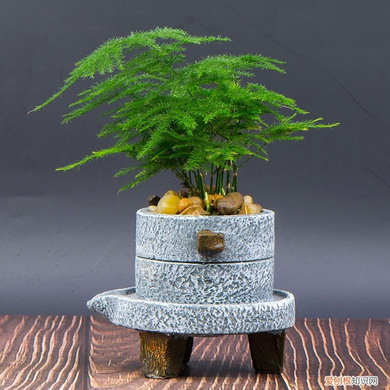 人养花,花也养人,这15种花,越养家里越干净,人养花,花亦滋养着人!100种室内盆栽花草图鉴,有您喜欢的吗?