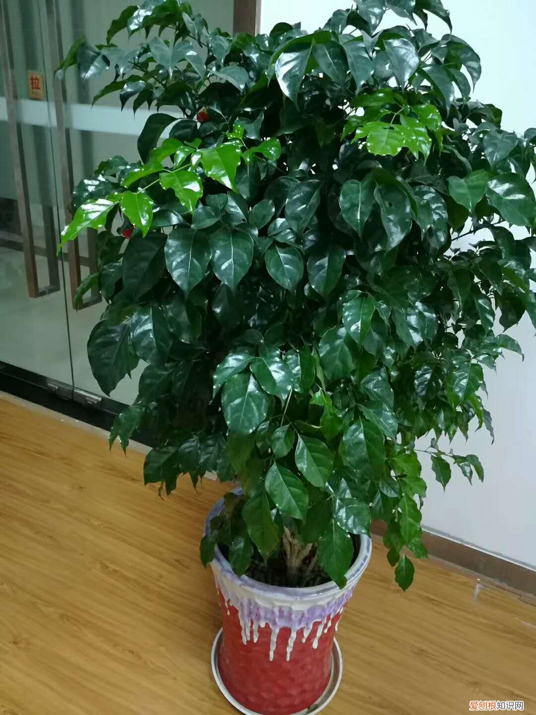 人养花,花也养人,这15种花,越养家里越干净,人养花,花亦滋养着人!100种室内盆栽花草图鉴,有您喜欢的吗?