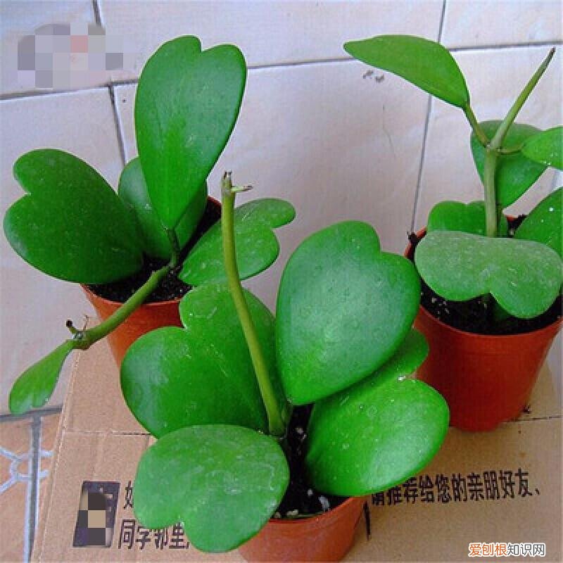 人养花,花也养人,这15种花,越养家里越干净,人养花,花亦滋养着人!100种室内盆栽花草图鉴,有您喜欢的吗?