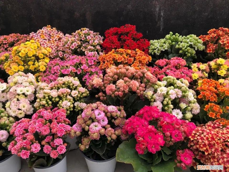 人养花,花也养人,这15种花,越养家里越干净,人养花,花亦滋养着人!100种室内盆栽花草图鉴,有您喜欢的吗?