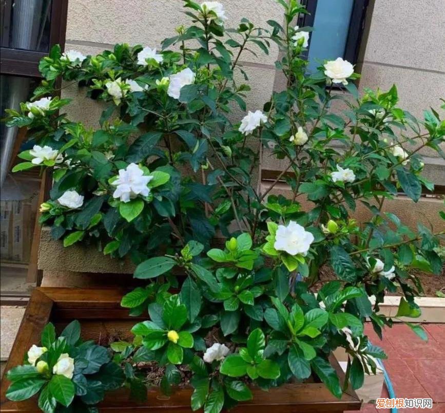 人养花,花也养人,这15种花,越养家里越干净,人养花,花亦滋养着人!100种室内盆栽花草图鉴,有您喜欢的吗?