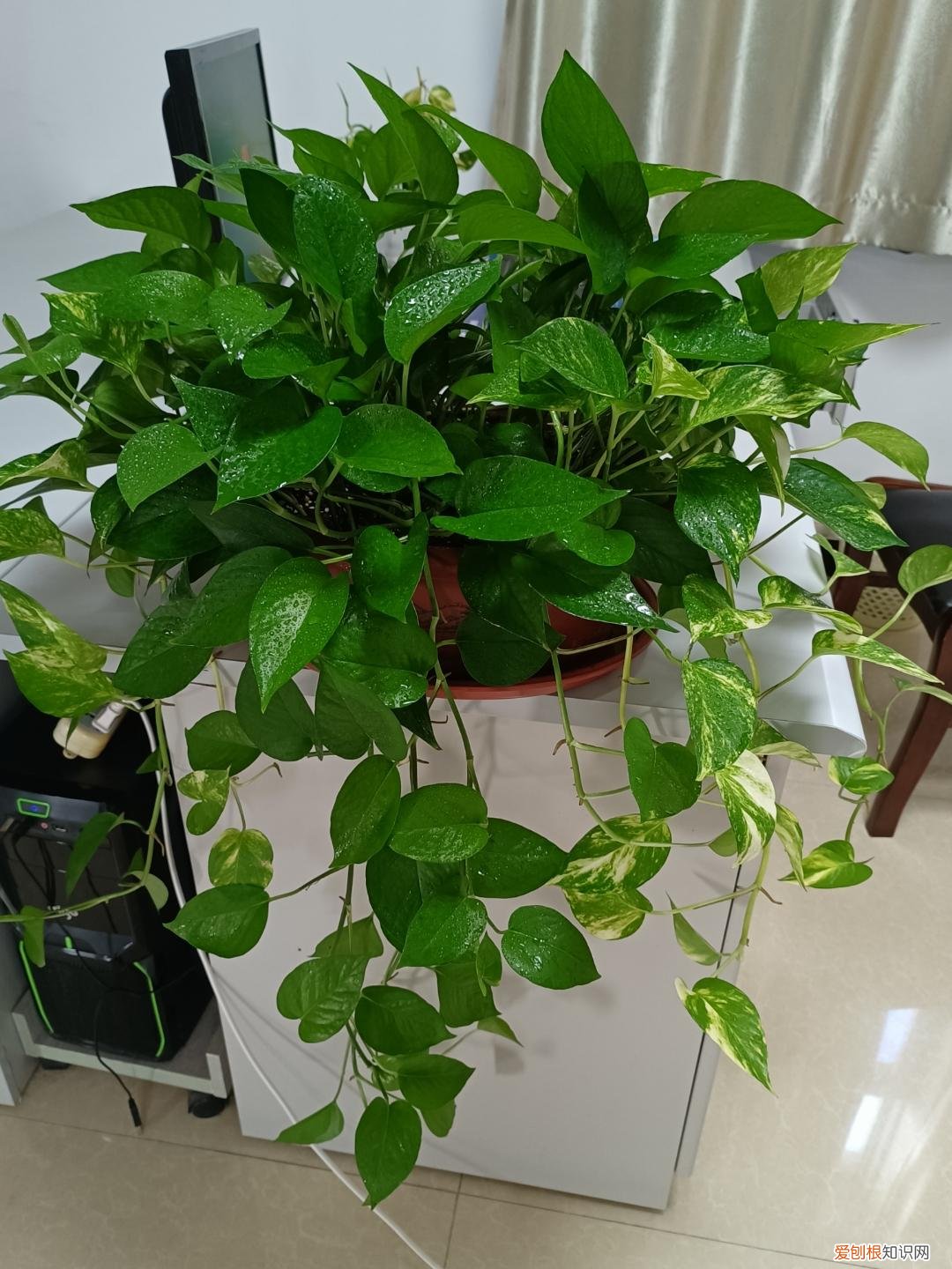 人养花,花也养人,这15种花,越养家里越干净,人养花,花亦滋养着人!100种室内盆栽花草图鉴,有您喜欢的吗?