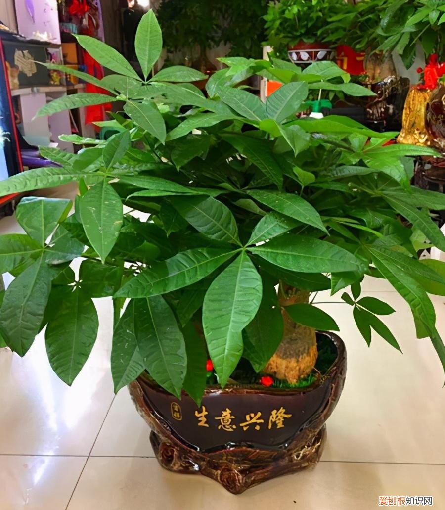 人养花,花也养人,这15种花,越养家里越干净,人养花,花亦滋养着人!100种室内盆栽花草图鉴,有您喜欢的吗?