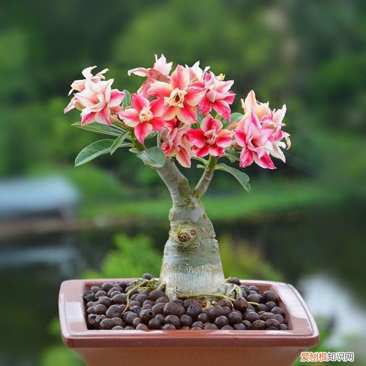 人养花,花也养人,这15种花,越养家里越干净,人养花,花亦滋养着人!100种室内盆栽花草图鉴,有您喜欢的吗?