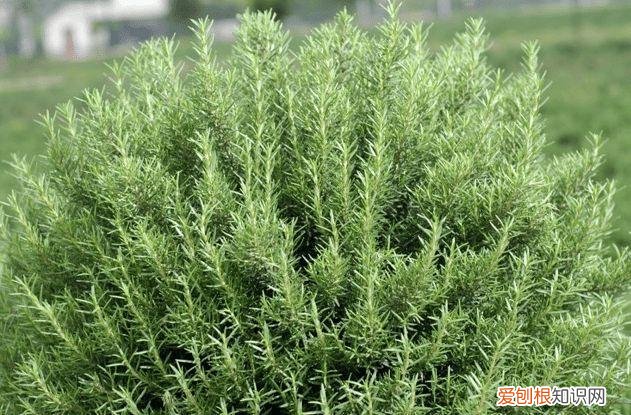 人养花,花也养人,这15种花,越养家里越干净,人养花,花亦滋养着人!100种室内盆栽花草图鉴,有您喜欢的吗?