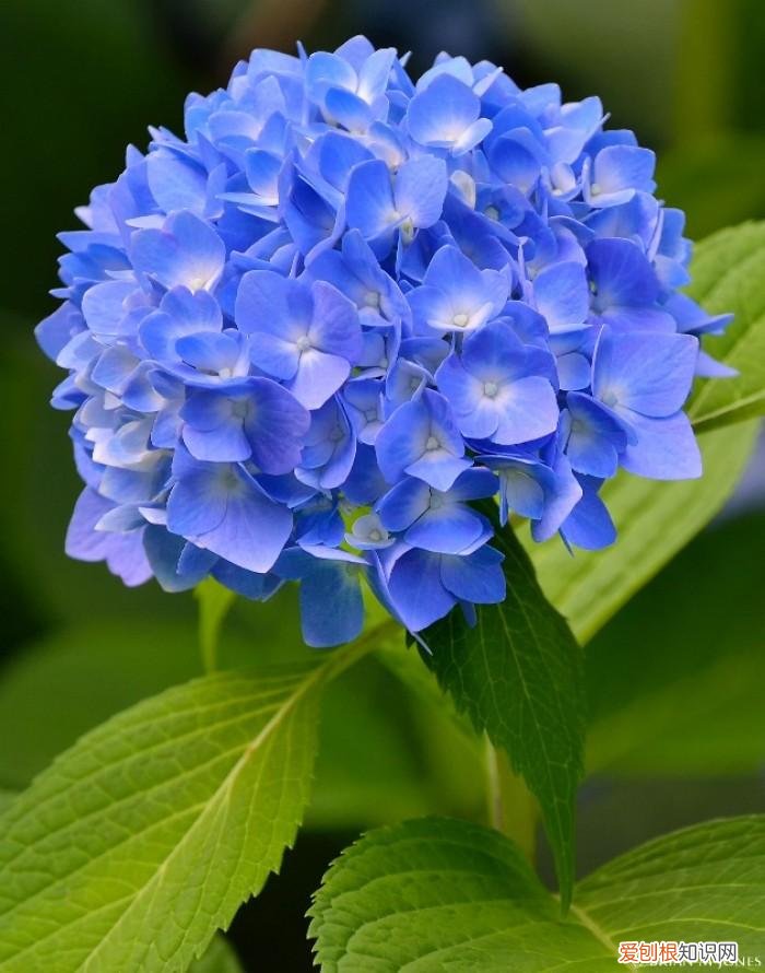 人养花,花也养人,这15种花,越养家里越干净,人养花,花亦滋养着人!100种室内盆栽花草图鉴,有您喜欢的吗?