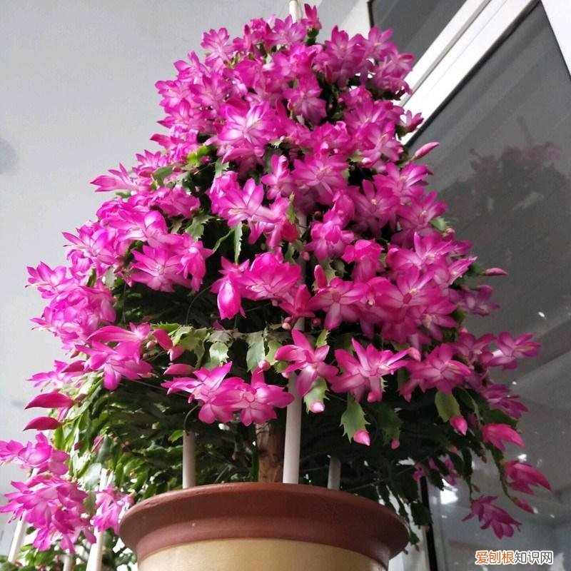 人养花,花也养人,这15种花,越养家里越干净,人养花,花亦滋养着人!100种室内盆栽花草图鉴,有您喜欢的吗?