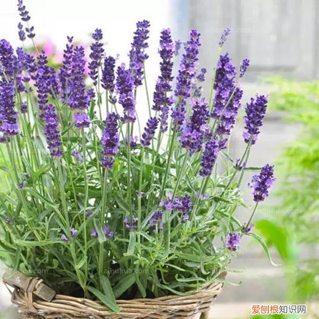 人养花,花也养人,这15种花,越养家里越干净,人养花,花亦滋养着人!100种室内盆栽花草图鉴,有您喜欢的吗?