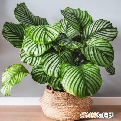 人养花,花也养人,这15种花,越养家里越干净,人养花,花亦滋养着人!100种室内盆栽花草图鉴,有您喜欢的吗?